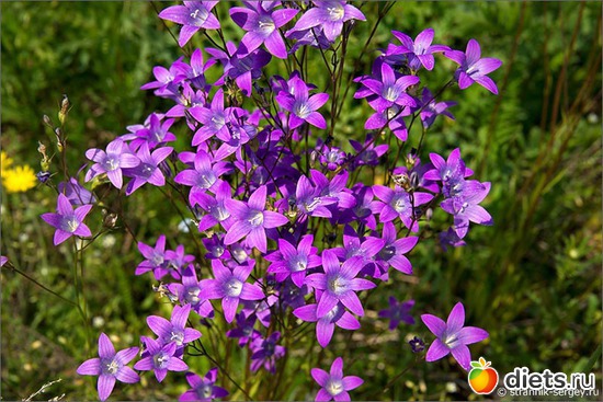 93 фото: Лето...Красота...