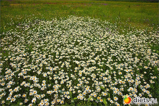 97 фото: Лето...Красота...