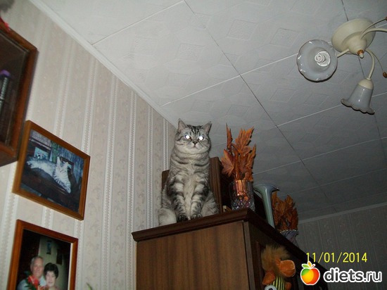 2 фото: Зверье мое