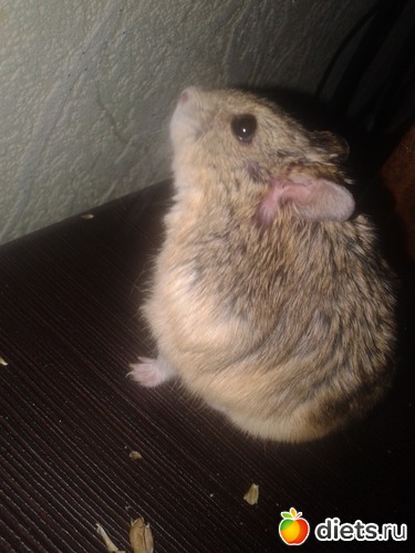 Моя Нюшка)), альбом: Пейжажи, природа, погода.