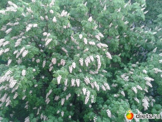 Цтетущий каштан под балконом), альбом: Пейжажи, природа, погода.