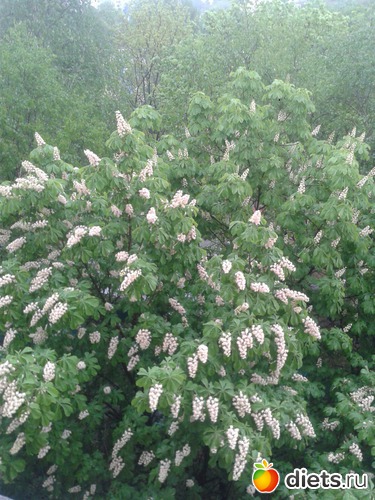 15.05.2015, альбом: Пейжажи, природа, погода.