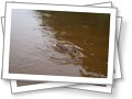 gauja