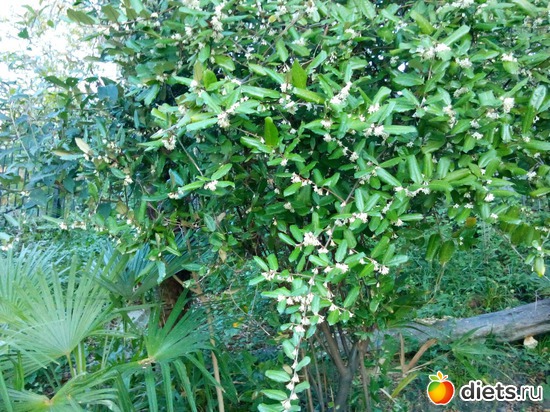 4., ������: ���� ���� � ���������. 29.10.2015�.