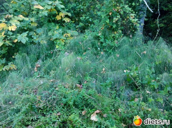 22. ���� � ��� ����� ���� ����� ��������., ������: ���� ���� � ���������. 29.10.2015�.