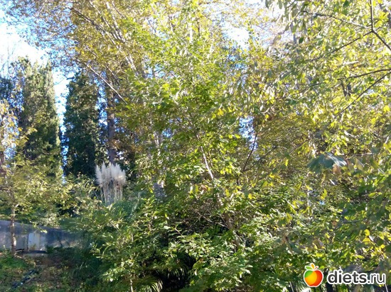 33., альбом: Одно утро в картинках. 29.10.2015г.