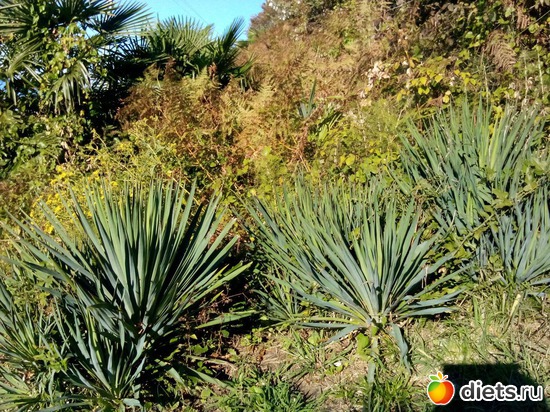 40., ������: ���� ���� � ���������. 29.10.2015�.