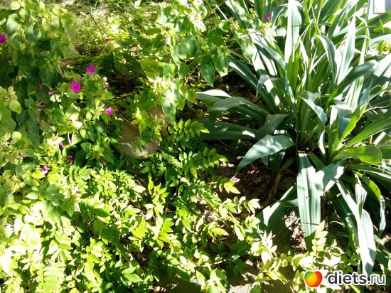 41., ������: ���� ���� � ���������. 29.10.2015�.