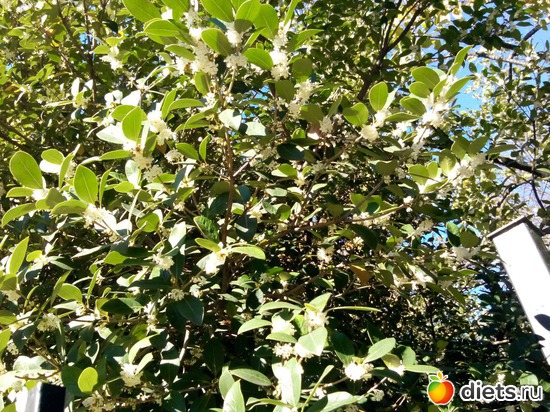 71. �� ���� ��� ���������� ��������, �� ������ ������� ������ � �������., ������: ���� ���� � ���������. 29.10.2015�.