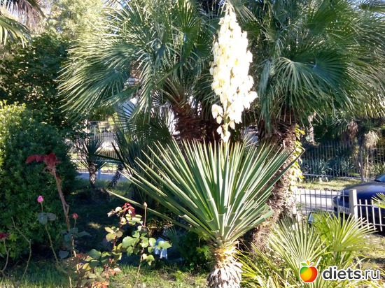 72. ���� ������� ����, ����� ��������., ������: ���� ���� � ���������. 29.10.2015�.