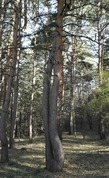 Я уже стройность вижу во всем))