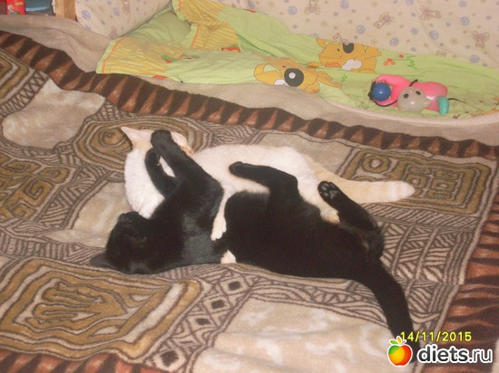 Мои котяры Обама и Леший, альбом: Живность домашняя и дикая