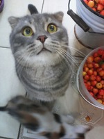 Давайте знакомится.))Я Елена из Волгограда... Как стала кошатницей и сама не заметила..)))