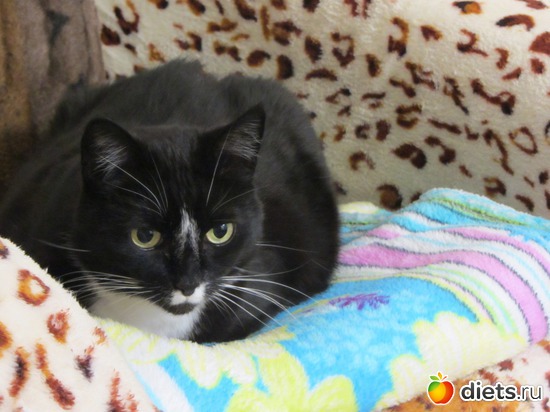 Самый старший-Иннокентий. В быту просто Кеша, Кенька, Мне и т.д. 14 лет, альбом: Мои кОтэ