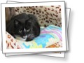 Мои кОтэ