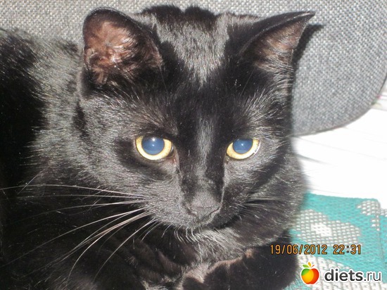 Девочка-Багира. Случайно заехала на неделю три года назад..., альбом: Мои кОтэ