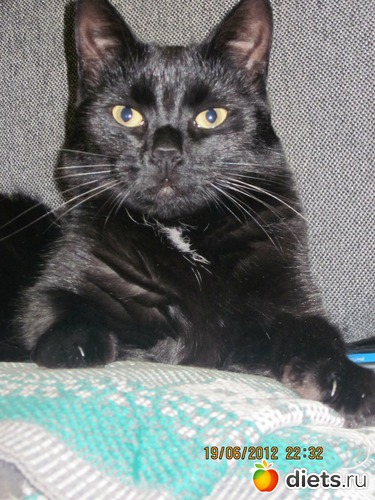 Гордаяяяяяя, альбом: Мои кОтэ