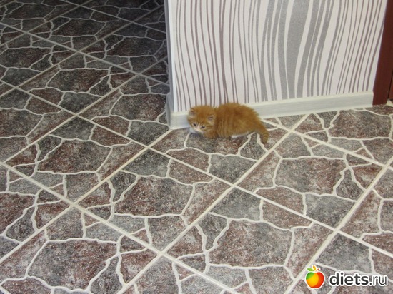 Маррркиз. Рыжий найдёныш, принесенный с пожарища соседнего дома...., альбом: Мои кОтэ