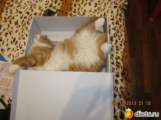 Теперь примерно так..., альбом: Мои кОтэ