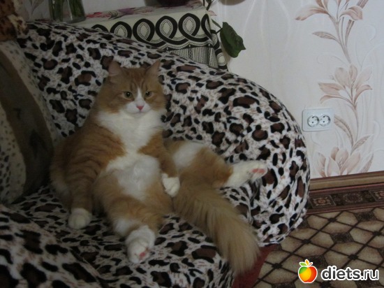 И вот так, альбом: Мои кОтэ