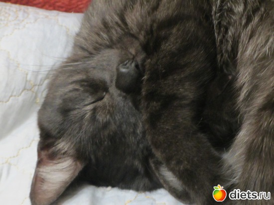 Последний из спасенных. Банально и прозаично-Бакс., альбом: Мои кОтэ