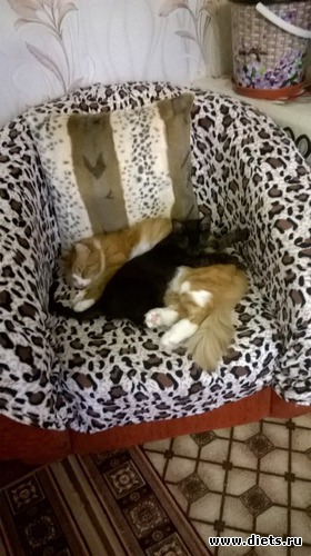 Я, конечно, не мама, но приласкать могу..., альбом: Мои кОтэ