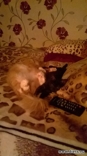 Хорошо!!!, альбом: Мои кОтэ