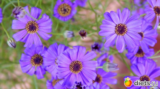 69 фото: Мой зимний сад