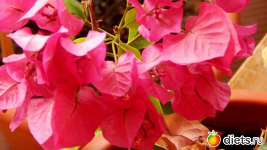 70 фото: Мой зимний сад