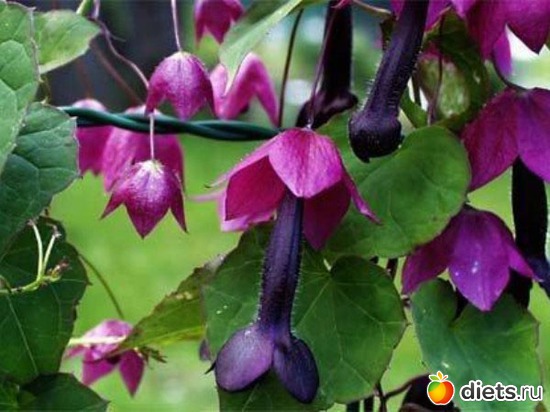 родохитон, альбом: Мой зимний сад