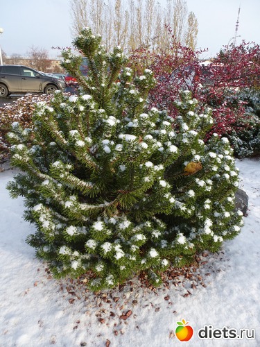 ������� 2015, ������: �������