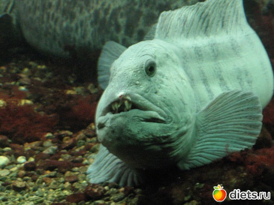 54 фото: Берген. Норвегия. 2013