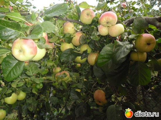 63 фото: Природа