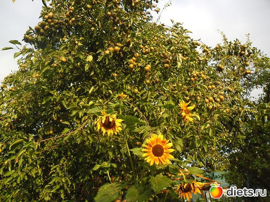 67 фото: Природа