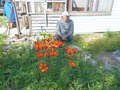Тигровые лилии.