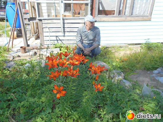 Тигровые лилии., альбом: Наша дача.