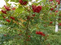 Калина красная.