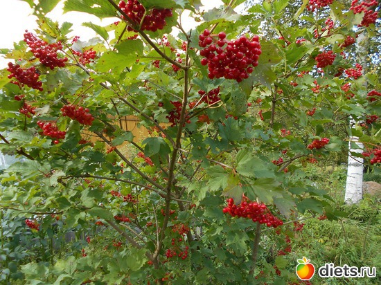 Калина красная., альбом: Наша дача.