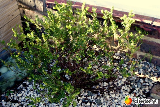 20.09.15, альбом: вы знаете название этих растений?