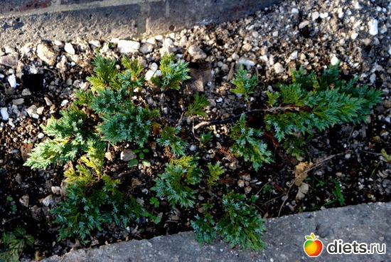 20.09.15, альбом: вы знаете название этих растений?