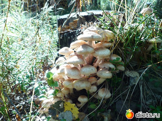 6 ����: ��� ����