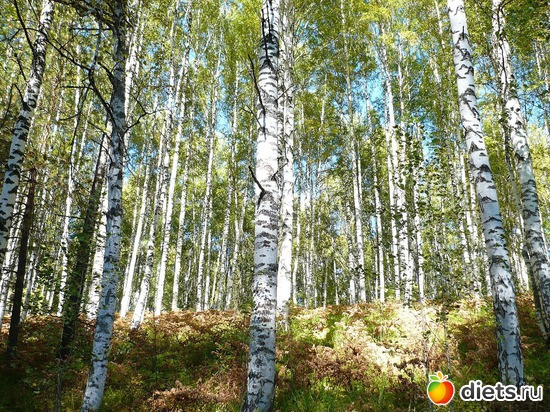7 ����: ��� ����