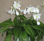 Вопрос к цветоводам-любителям)