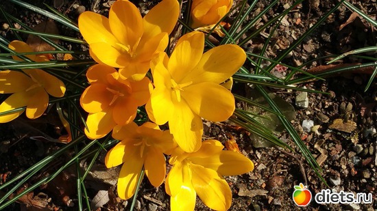 16 фото: весеннее настроение)))