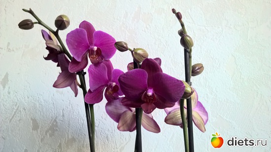 1 фото: Фаленопсиы мои - цветики цветные...