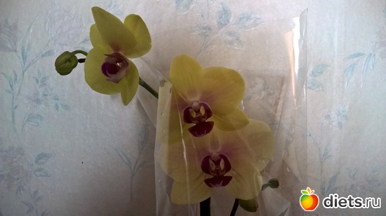 3 фото: Фаленопсиы мои - цветики цветные...