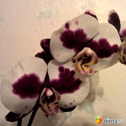 4 фото: Фаленопсиы мои - цветики цветные...