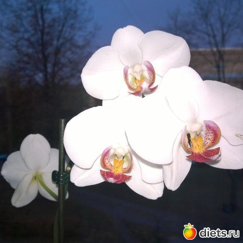 8 фото: Фаленопсиы мои - цветики цветные...