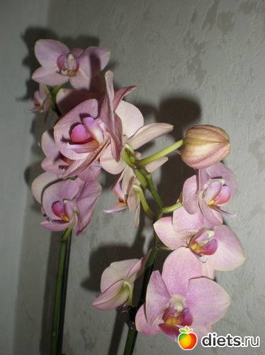 9 фото: Фаленопсиы мои - цветики цветные...