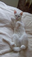 Китти вернулась!!! урррааа!!! )))))))))))))